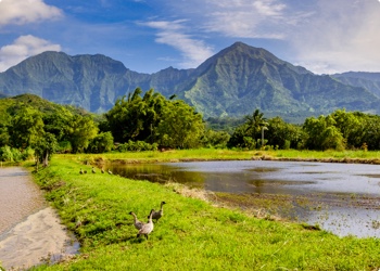 pond with ducks